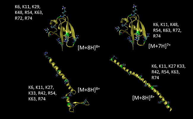 Ubiquitin charge site configurations